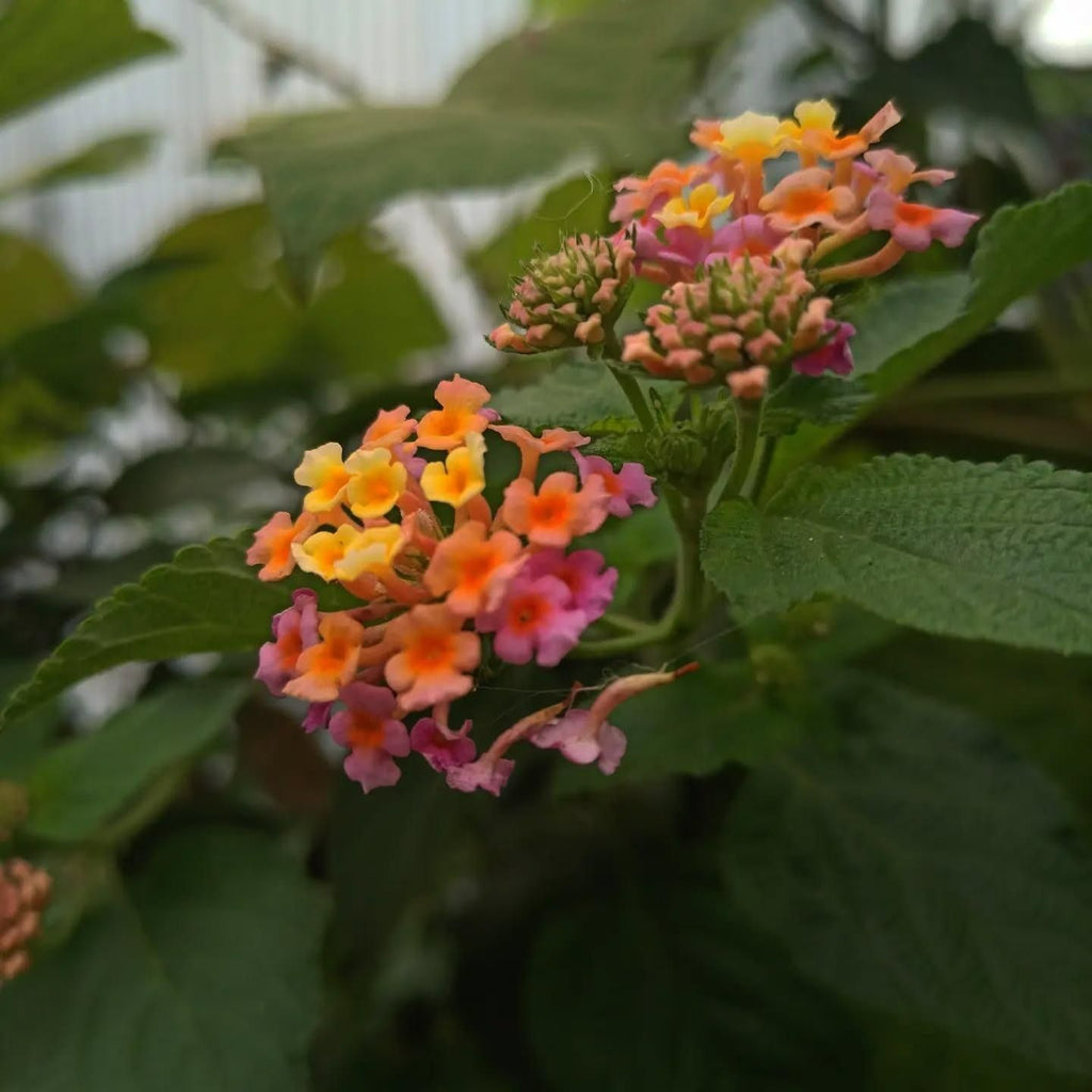 Lantana Camara Live Plant